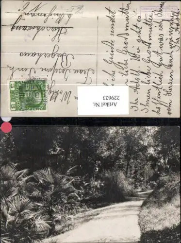 229623,Brioni Brijuni Partie Palmen Weg