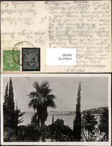 360503,Croatia Srebreno kod Dubrovnika Palmen