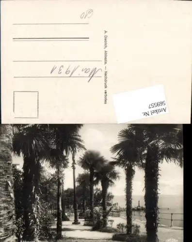 569557,Croatia Abbazia Opatija Palme