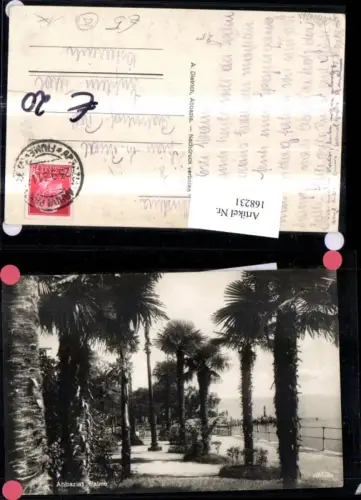 168231,Abbazia Palme Palmen