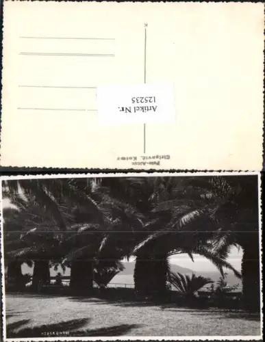 125235,Fotokarte Palmen in Kotor Cattaro Kotorska Hervegovni