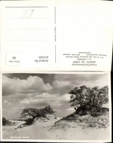 452583,Netherlands Udenhout Udenhoutse duinen Dünen