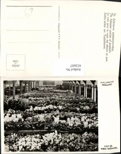 452607,Netherlands Aalsmeer Topfpflanzen Blumen