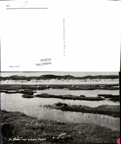 452618,Netherlands Texel De Slufter met wolvee Nationalpark Schafe