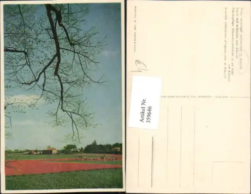 359646,Netherlands Katwijk Nieuw aangelegde tulpenvelden Blumenzwiebelfelder