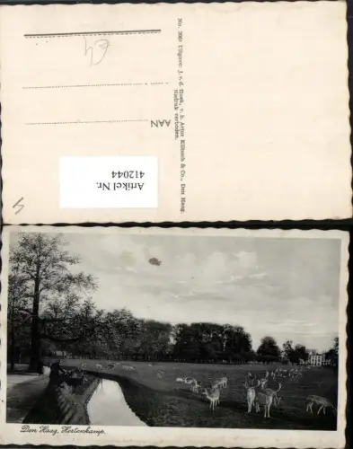 412044,Netherlands Den Haag Hertenkamp Wild Rehe Hirsche