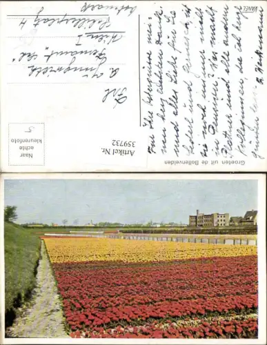 359732,Netherlands Groeten uit de Bollenvelden Blumenfeld Blumen