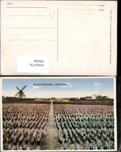 398206,Netherlands Bloembollenvelden Hyacinthen Blumenfe3ld Hyazinthen Windmühle