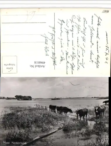 496018,Netherlands Mooi Nederland Landschaft Rinder
