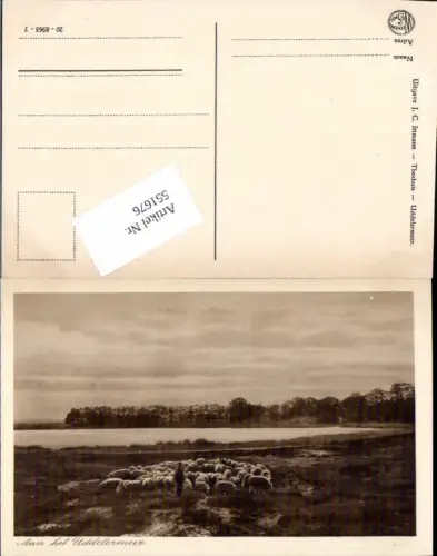 551676,Uddelermeer Schafe Schafeherde Schäfer Ermelo