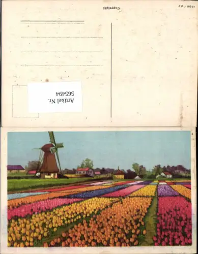 565494,Windmühle Blumen Tulpenfeld Tulpen