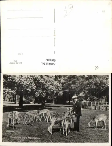 603002,Foto Ak Dordrecht Park Merwestein Wild Rotwild Rehe Nederlands