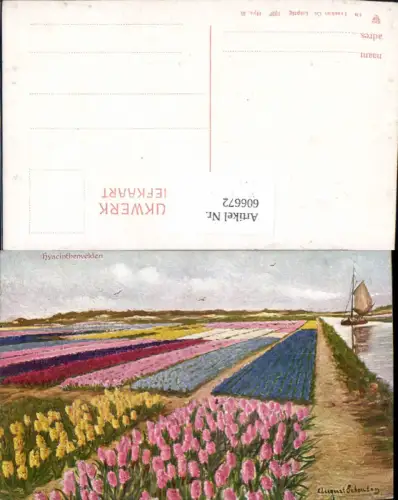 606672,Künstler AK August Schouten Hyacinthenfeld pub Dr. Trenkler Hya. 36