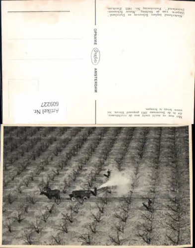 609227,Met man en macht tracht men de vruchtbomen die in de Stormramp 1953 gespaard bleven Netherlands
