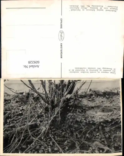 609228,Schowen en Duiveland de in de Stormramp 1953 vernielde vruchtbomen Netherlands