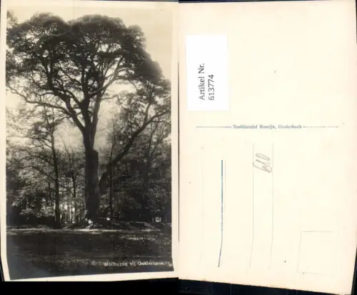 613774,Foto Ak Wolfhezen bij Oosterbeek Baum Netherlands