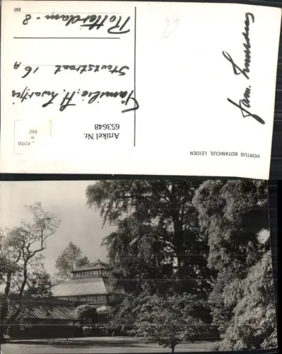 653648,Foto Ak Leiden Hortus Botanicus Baum Palmenhaus Gewächshaus Nederlands