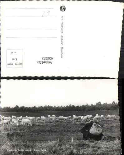 653673,Foto Ak Renkum Ginkelse heide nabij Oosterbeek Schafe Schäfer Nederlands