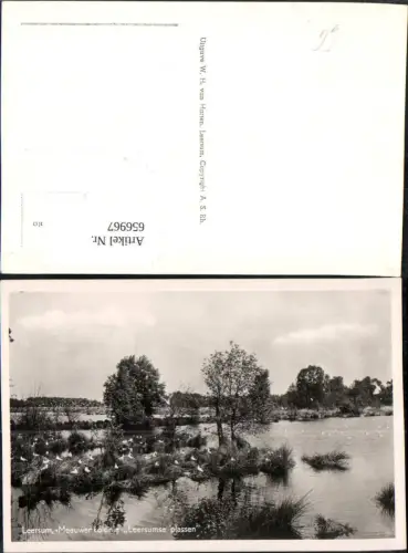 656967,Foto Ak Leersum Meeuwenkolonie Leersumse plassen Vögel Nederlands