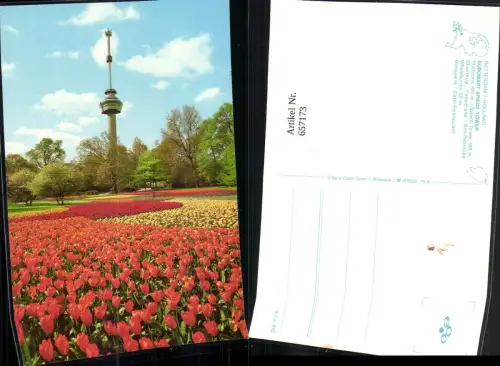 657173,Rotterdam Holland Euromast Space Tower Tulpen Blumen Nederlands