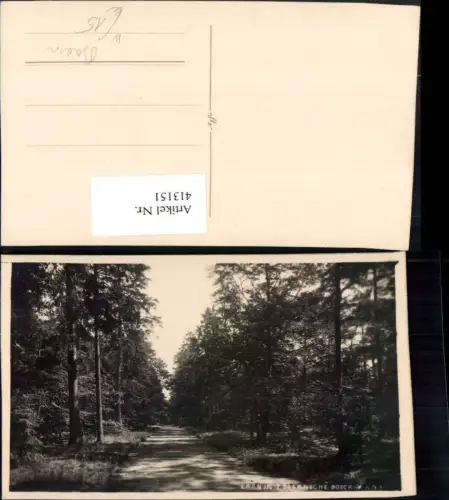 413151,Netherlands Baarn Laan in't Baarnsche Bosch Wald Straße