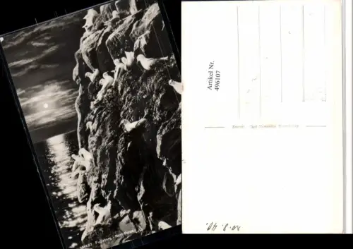 496107,Norway Nord-Norge Fugleberg Felsen Möwen pub Enerett Carl Normanns