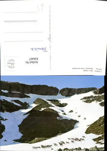 636407,Rein i. Fjellet Reindeer in the mountains Rentier Ren Norway