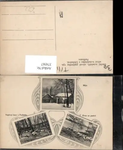 374567,Poland Podlesko Mlyn Veprovy brav Ovce na pastve Tiere Mehrbildkarte