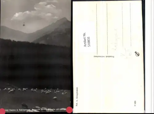 510831,Poland Zakopanem Wagonik Schafe Seilbahn Bergkulisse pub A. Krzeptowski