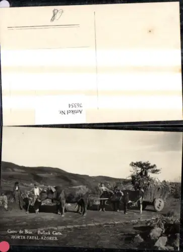 76354,Horta Fayal azores Insel Faial Carro de Bois Bullok Carts Bauern m. Kuhwagen Kühe Rinder