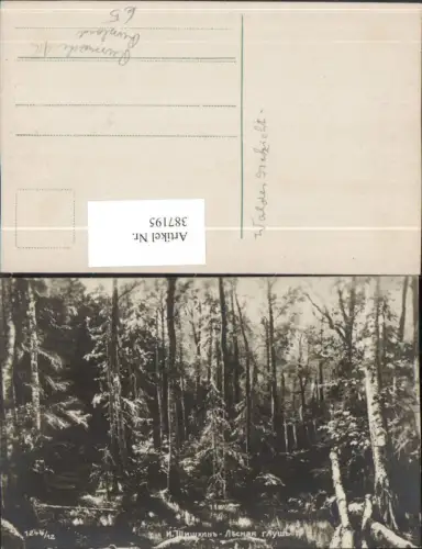 387195,Russische Foto AK Russia Russland Wald Bäume
