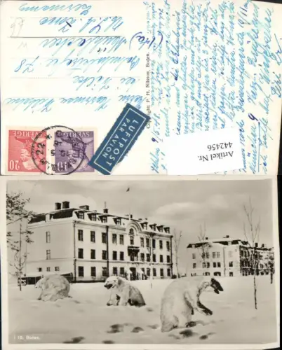 442456,Sweden Boden Gebäude Fotomontage Eisbären Winterbild