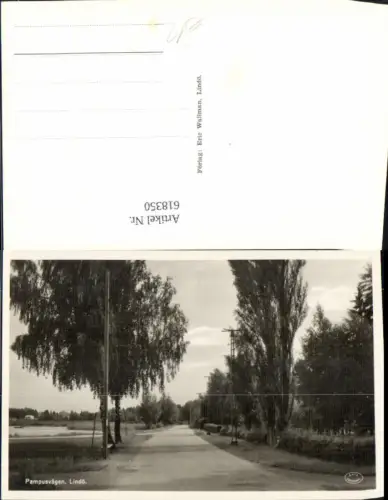 618350,Foto Ak Pampusvägen Lindö Birken Bäume Allee Sweden