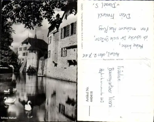 440418,Schloss Hallwil Schwäne Kt Aargau