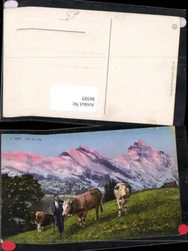 86585,Kühe auf der Alp Alm Kt Bern