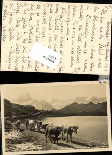 92575,Bachalpsee Kuh Kühe bei Grindelwald Kt Bern