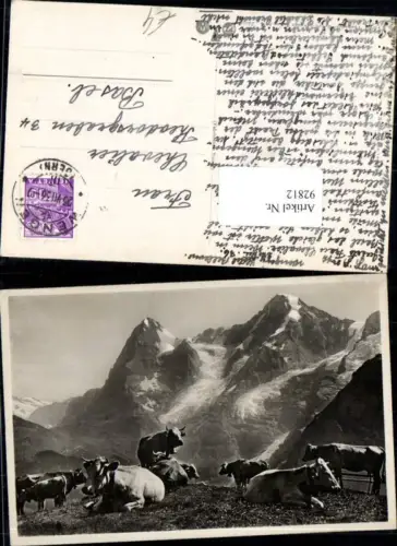92812,Foto AK Wengen Kuh Kühe auf der Alm Kt Bern