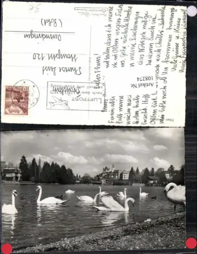 108274,Thun Schwäne Schwan am Ufer Kt. Bern