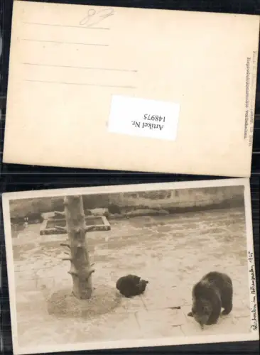 148975,FotoAK Bern Zoo Bären Braunbären Bärengraben