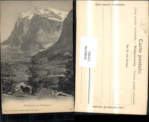 155982,Grindelwald u. Wetterhorn Ansicht m. Kuh Kt Bern