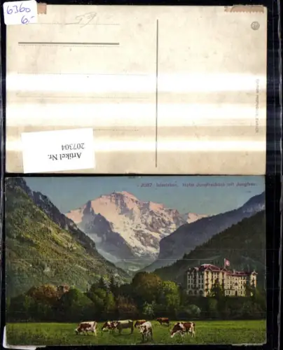 207304,Interlaken Hotel Jungfraublick m. Jungfrau Kühe i. Vordergrund Kt Bern