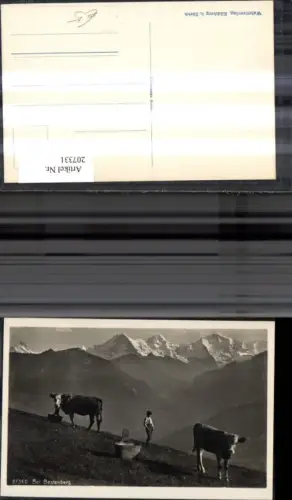 207331,Bei Beatenberg Kühe m. Holzfass Junge v. Bergkulisse Kt Bern