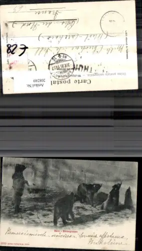 208249,Bern Bärengraben Bären Tiergarten Zoo