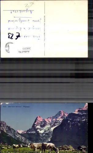 208253,Berner Oberland bernois Paysage Kühe Alm Kt Bern
