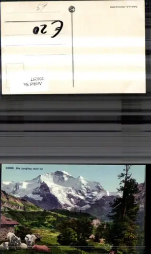 208257,Die Jungfrau Interlaken Ansicht Kühe Hütte Kt Bern