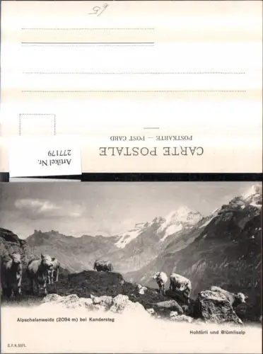 277179,Alpschelenweide b. Kandersteg Rinder Kühe Bergkulisse Kt Bern