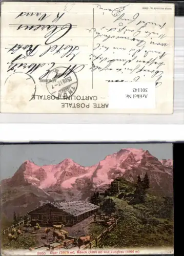 301143,Eiger Mönch u. Jungfrau Berghütte Kühe Grindelwald Kt Bern