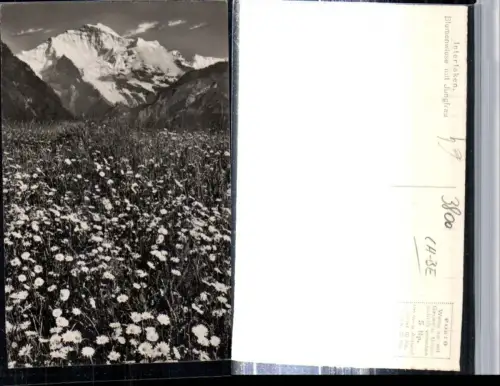 309458,Interlaken Blumenwiese Wiese m. Jungfrau Bergkulisse Kt Bern