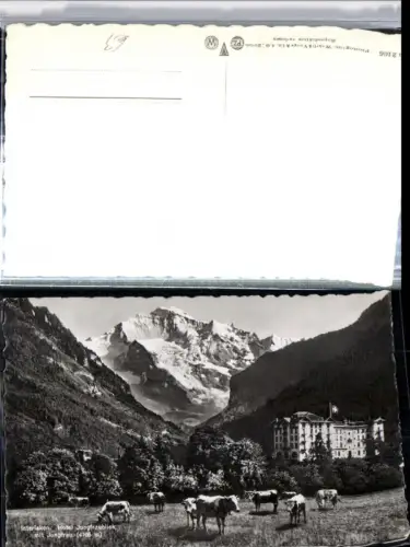 309522,Interlaken Hotel Jungfraublick m. Jungfrau Bergkulisse Rinder Kt Bern