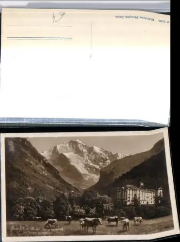 309622,Interlaken Hotel Jungfraublick m. Jungfrau Bergkulisse Rinder Kt Bern
